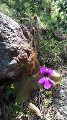 Pinguicula macrophylla