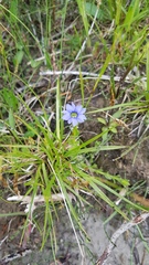 Gentiana aquatica