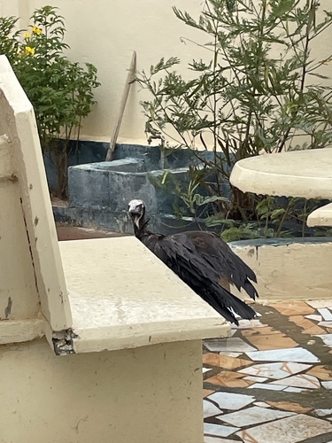Hooded Vulture