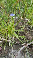 Gentiana aquatica