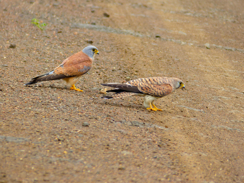 Lesser Kestrel