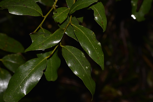 Cryptocarya nova-anglica observed 2021-07-24