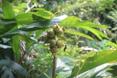 Alpinia hainanensis