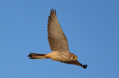 Lesser Kestrel