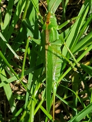 Tettigonia viridissima