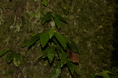 Fieldia australis