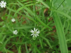 Stellaria dahurica
