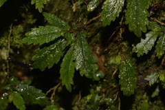 Fieldia australis