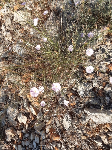Ružičasti slak (Convolvulus cantabrica)