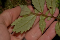 Fieldia australis