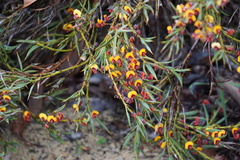 Bossiaea eriocarpa