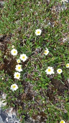 Dryas oxyodonta