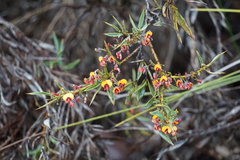Bossiaea eriocarpa