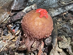 Calostoma junghuhnii