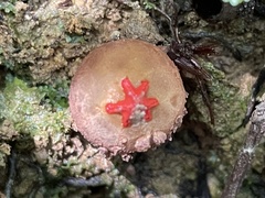 Calostoma junghuhnii
