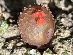 Calostoma junghuhnii