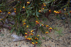 Bossiaea eriocarpa