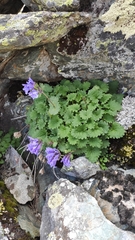 Dracocephalum imberbe