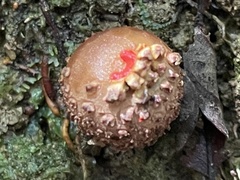 Calostoma junghuhnii