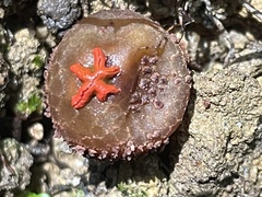 Calostoma junghuhnii