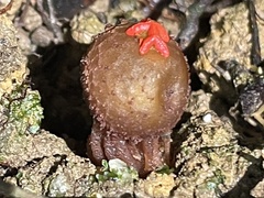 Calostoma junghuhnii