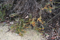 Bossiaea eriocarpa