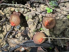 Calostoma junghuhnii