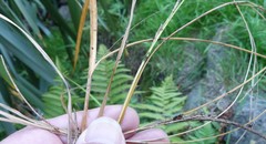 Carex
