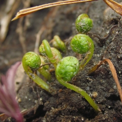 Cystopteris protrusa
