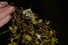 Dendrobium pugioniforme