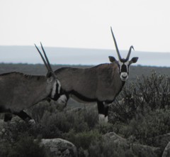 Oryx gazella