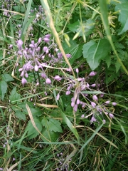 Allium carinatum