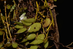 Dendrobium pugioniforme