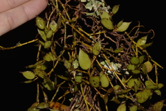 Dendrobium pugioniforme