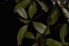 Quintinia sieberi