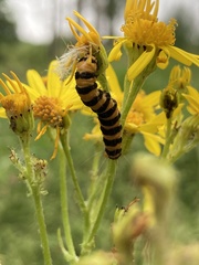 Tyria jacobaeae
