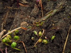 Cystopteris protrusa