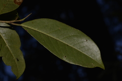 Quintinia sieberi
