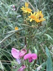 Tyria jacobaeae
