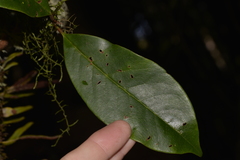 Quintinia sieberi