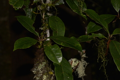 Quintinia sieberi