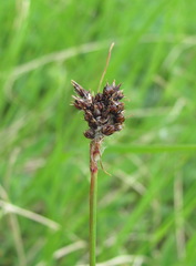 Luzula stenophylla