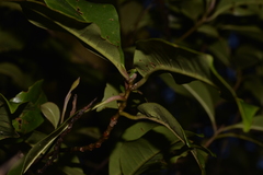 Quintinia sieberi