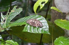 Catuna oberthueri