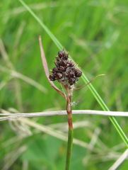 Luzula stenophylla