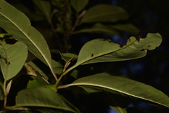 Quintinia sieberi