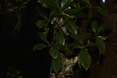 Quintinia sieberi