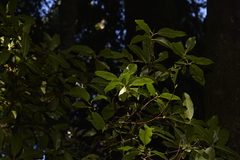 Quintinia sieberi