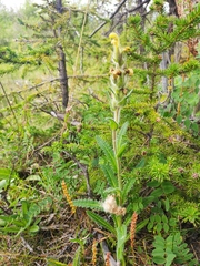 Pedicularis tristis