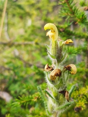 Pedicularis tristis